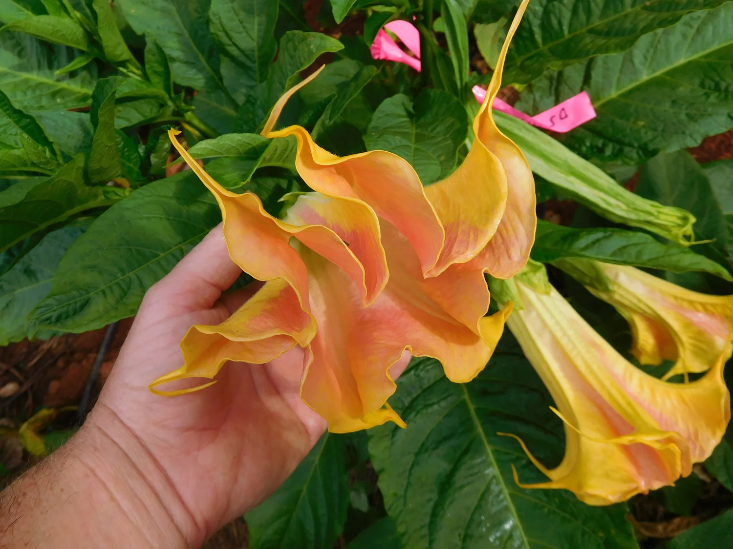 DS Flamme Brugmansia — Angel Trumpet Nursery LLC